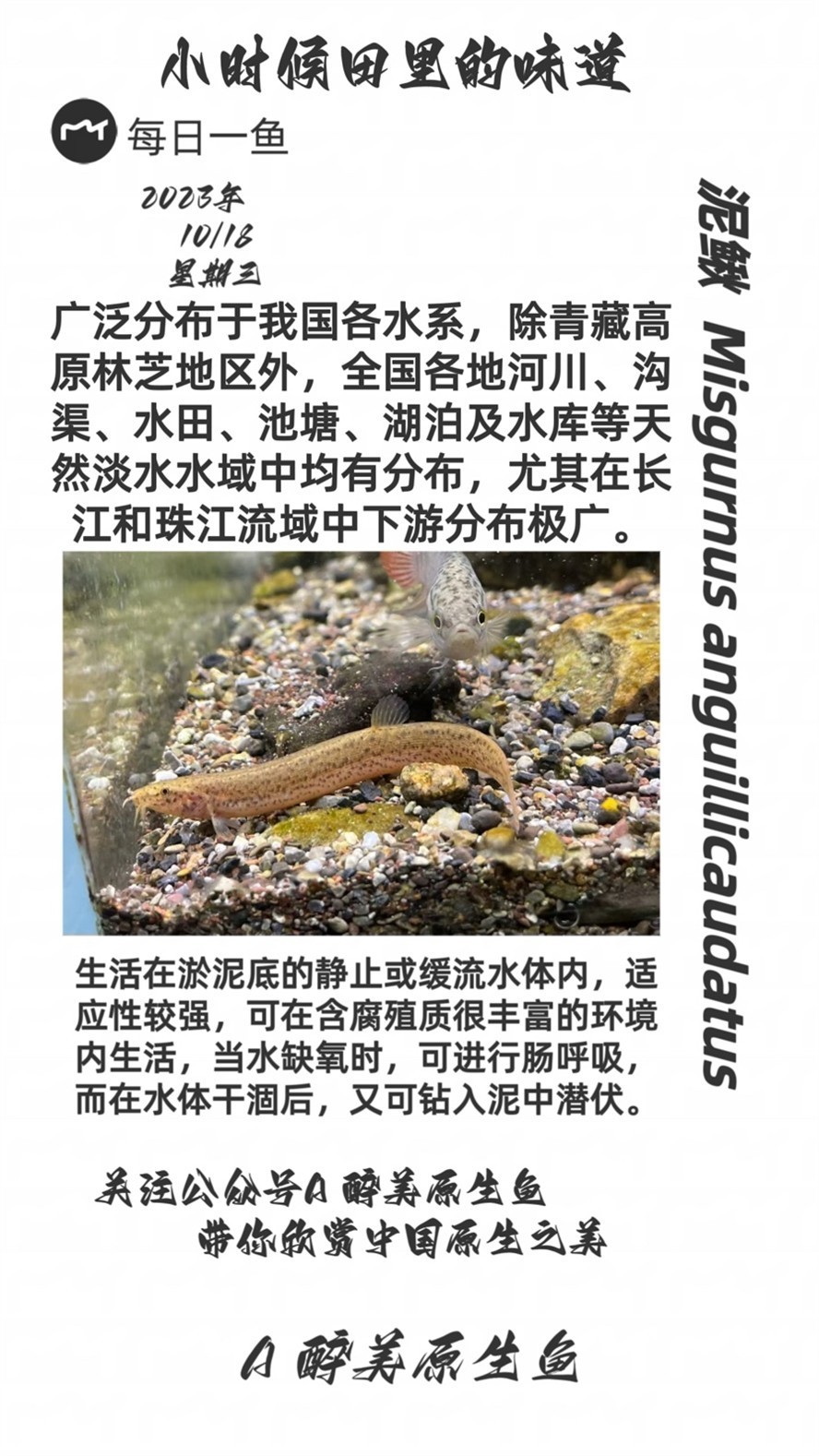 泥鰍，鰍，一種常見淡水魚類的生態(tài)與