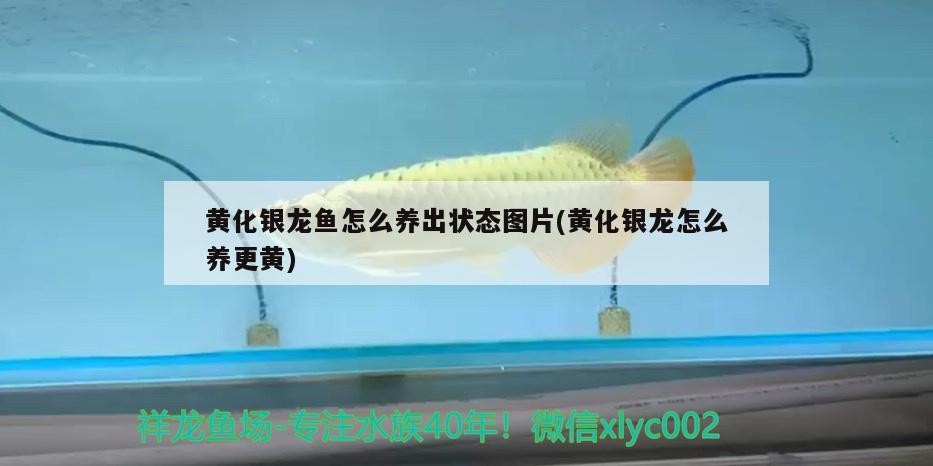 黃化銀龍魚怎么養出狀態圖片(黃化銀龍怎么養更黃)黃化銀龍魚的養護秘訣，如何讓它們更加光彩