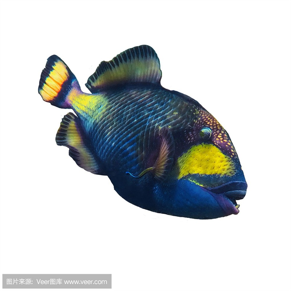 白色魚缸用什么背景好看：如何選擇魚缸背景？選擇魚缸背景，打造完美白色魚缸的視覺