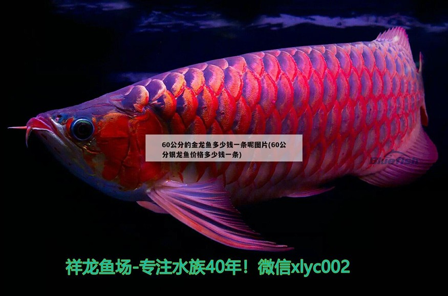 60公分的金龍魚多少錢一條呢圖片(60公分銀龍魚價格多少錢一條)龍魚與銀龍魚價格對比，60公分尺寸的金龍魚與銀龍