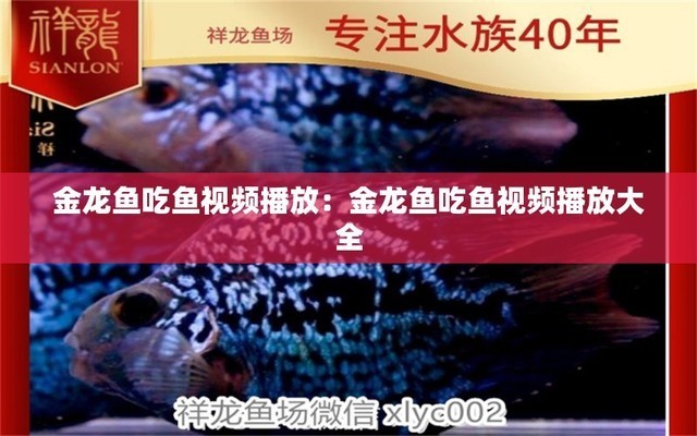 紅龍魚喂什么上色好（紅龍魚喂什么上色好看）龍魚上色秘訣，精選飼料助您觀賞到最鮮艷