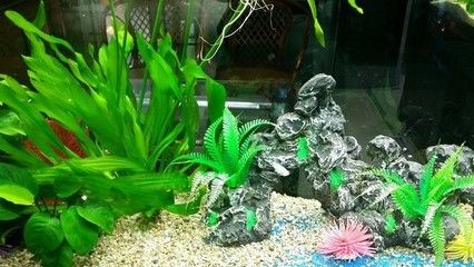 草魚可以養(yǎng)在魚缸里嗎，魚養(yǎng)殖，魚缸養(yǎng)魚的可能性與注意事項(xiàng)