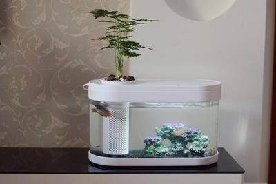 草魚可以養(yǎng)在魚缸里嗎，魚養(yǎng)殖，魚缸養(yǎng)魚的可能性與注意事項(xiàng)