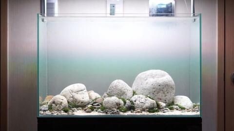 草魚可以養(yǎng)在魚缸里嗎，魚養(yǎng)殖，魚缸養(yǎng)魚的可能性與注意事項(xiàng)