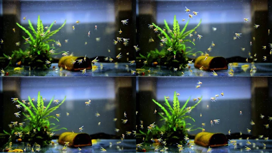 魚缸過濾器選購指南:自制魚缸過濾器魚缸上置過濾器對于養(yǎng)魚愛好者的必備知識 紅龍魚撞缸怎么回事兒視頻(紅龍魚撞缸怎么回事兒視頻講解)龍魚撞缸事故揭秘,視頻講解 紅龍魚百科 紅龍魚撞缸怎么回事兒視頻(紅龍魚撞缸怎么回事兒視頻講解)龍魚撞缸事故揭秘,視頻講解 紅龍魚撞缸怎么回事兒視頻(紅龍魚撞缸怎么回事兒視頻講解)龍魚撞缸事故揭秘,視頻講解 紅龍魚百科