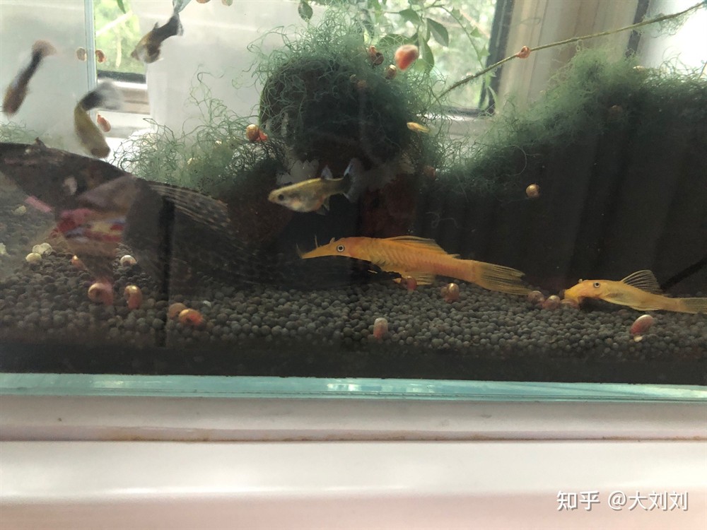 大型魚缸魚屎怎么清理：大型魚缸中的魚屎可以采用以下幾種方法清理魚屎的方法，魚缸清潔指南，有效清理魚屎的 大型魚缸魚屎怎么清理：大型魚缸中的魚屎可以采用以下幾種方法清理魚屎的方法，魚缸清潔指南，有效清理魚屎的 魚缸百科 第1張