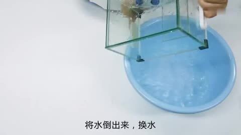 大型魚缸魚屎怎么清理：大型魚缸中的魚屎可以采用以下幾種方法清理魚屎的方法，魚缸清潔指南，有效清理魚屎的 大型魚缸魚屎怎么清理：大型魚缸中的魚屎可以采用以下幾種方法清理魚屎的方法，魚缸清潔指南，有效清理魚屎的 魚缸百科 第4張