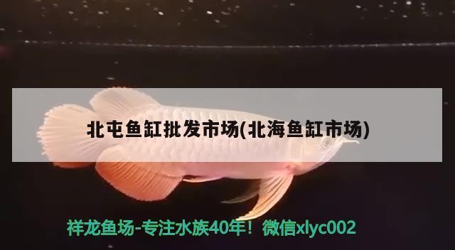 北屯魚缸批發(fā)市場(chǎng)(<strong><mark>北海</mark></strong>魚缸市場(chǎng))屯魚缸批發(fā)市場(chǎng)，<strong><mark>北海</mark></strong>地區(qū)專業(yè)魚缸交易
