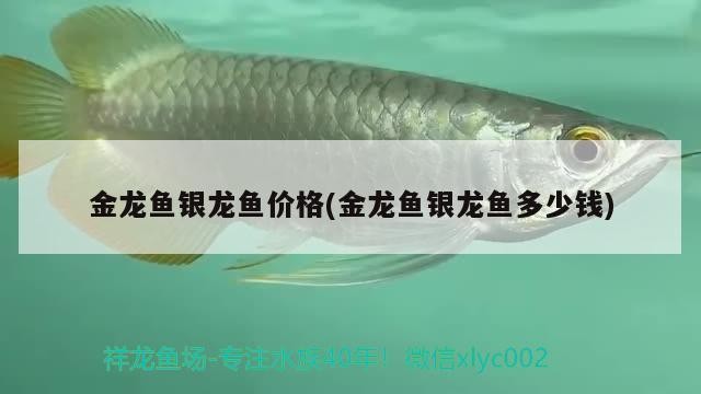 金龍魚銀龍魚價格(金龍魚銀龍魚多少錢)龍魚與銀龍魚市場價格分析，
