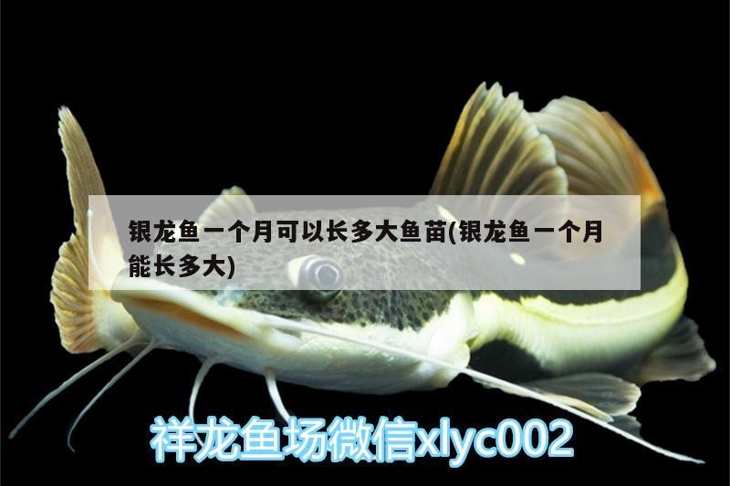 銀龍魚一個月可以長多大魚苗(銀龍魚一個月能長多大)龍魚幼苗成長速度揭秘，一個月