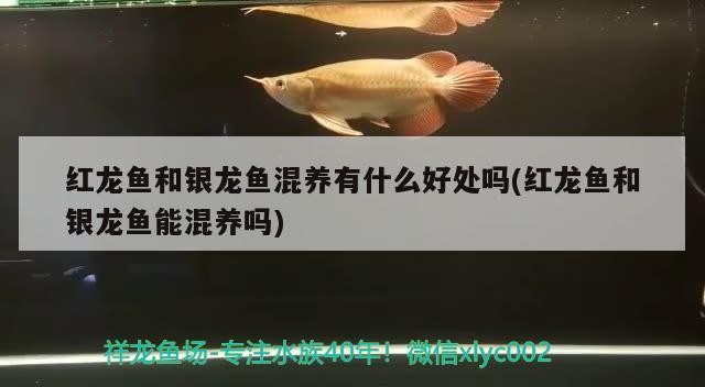 紅龍魚和銀龍魚混養有什么好處嗎(紅龍魚和銀龍魚能混養嗎)龍魚與銀龍魚混養的