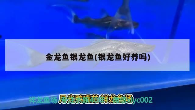 金龍魚銀龍魚(銀龍魚好養(yǎng)嗎)龍魚與銀龍魚，養(yǎng)殖難度