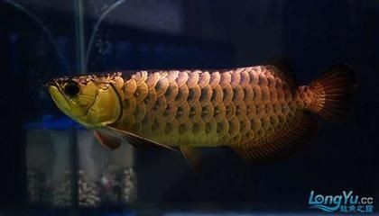 金龍魚頭部金線有個小洞，龍魚頭部出現(xiàn)小洞，專家解析