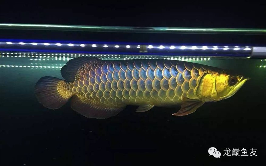 金龍魚頭部金線有個小洞，龍魚頭部出現(xiàn)小洞，專家解析