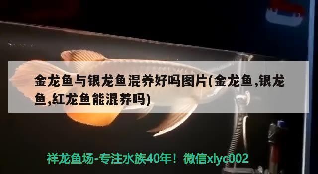 觀賞魚(yú) 金龍魚(yú)與銀龍魚(yú)混養(yǎng)好嗎圖片(金龍魚(yú),銀龍魚(yú),紅龍魚(yú)能混養(yǎng)嗎)龍魚(yú)與銀龍魚(yú)混養(yǎng)探究,紅龍魚(yú)能否 銀龍魚(yú)百科 金龍魚(yú)與銀龍魚(yú)混養(yǎng)好嗎圖片(金龍魚(yú),銀龍魚(yú),紅龍魚(yú)能混養(yǎng)嗎)龍魚(yú)與銀龍魚(yú)混養(yǎng)探究,紅龍魚(yú)能否 金龍魚(yú)與銀龍魚(yú)混養(yǎng)好嗎圖片(金龍魚(yú),銀龍魚(yú),紅龍魚(yú)能混養(yǎng)嗎)龍魚(yú)與銀龍魚(yú)混養(yǎng)探究,紅龍魚(yú)能否 銀龍魚(yú)百科