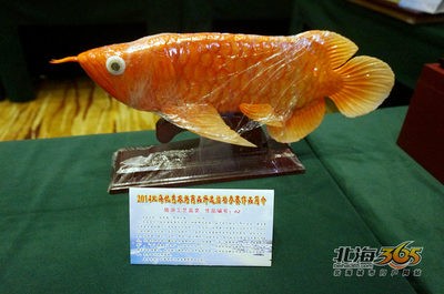 紅龍魚(yú)視頻大全視頻（紅龍魚(yú)視頻大全視頻播放）龍魚(yú)視頻大全，探索多彩水族