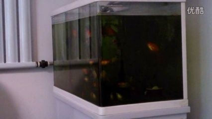 大魚缸適合養什么金魚：大魚缸適合養什么樣的金魚，魚缸養金魚指南，適合大型水族箱的金魚