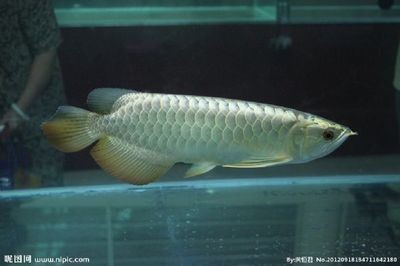 紅龍魚趴缸怎么辦視頻教學全集（紅龍魚趴缸怎么辦視頻教學全集）龍魚趴缸怎么辦，專業視頻教程
