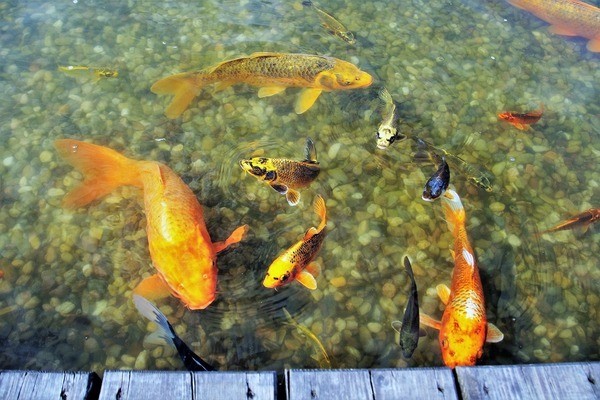 紅龍魚眼睛往里凹了一塊肉（紅龍魚眼睛往里凹了一塊肉怎么回事）龍魚眼睛凹陷之謎，探究可能的原因
