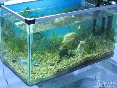 成品缸和訂做魚缸哪個養魚好:成品缸和定做魚缸的優缺點,魚缸與成品缸,養魚選擇指南 魚缸百科 第1張 成品缸和訂做魚缸哪個養魚好:成品缸和定做魚缸的優缺點,魚缸與成品缸,養魚選擇指南 成品缸和訂做魚缸哪個養魚好:成品缸和定做魚缸的優缺點,魚缸與成品缸,養魚選擇指南 魚缸百科 第1張