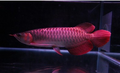 紅龍魚回來趴缸一般幾天會死，龍魚死亡周期解析，趴缸后一般幾天內會遭遇