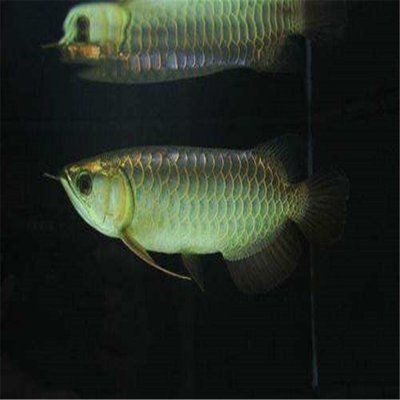 百色市右江區可麗愛水族生活館（百色市右江區可麗愛水族生活館電話）色市右江區可麗愛水族生活館，探索自然之美，體驗水族