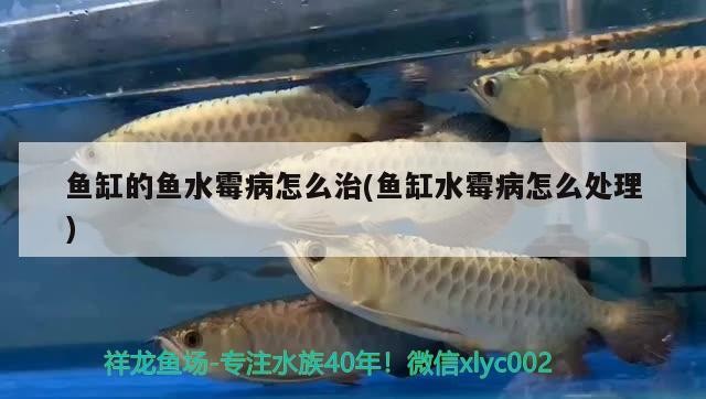 魚缸的魚水霉病怎么治(魚缸水霉病怎么處理)水霉病的防治指南，有效治療方法