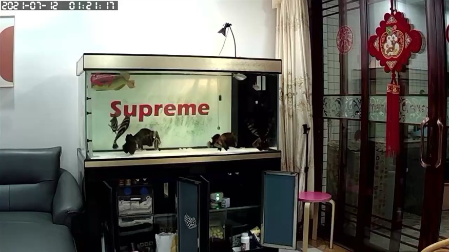 虎魚日常干架花落誰家，魚爭斗，揭秘水族箱中的常勝者與敗者