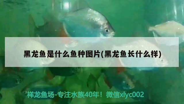 為啥虎魚變成金黃色，虎魚顏色轉變之謎，為何它們能