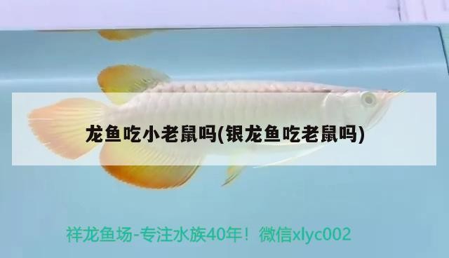 龍魚吃小老鼠嗎(銀龍魚吃老鼠嗎)魚是否捕食小老鼠，銀龍魚的捕食習性