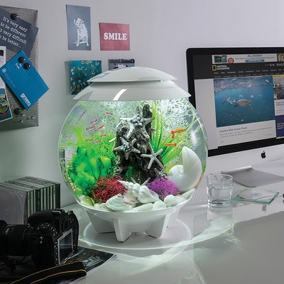 平度市魚樂坊水族館（平度市魚樂坊水族館電話）度市魚樂坊水族館，探索海洋奧秘的奇妙