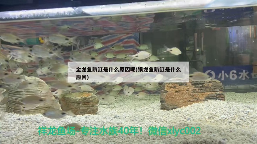 金龍魚趴缸是什么原因呢(銀龍魚趴缸是什么原因)龍魚與銀龍魚趴缸現象探究，背后的原因及