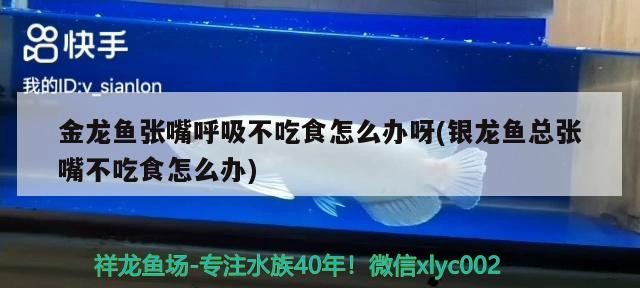 金龍魚張嘴呼吸不吃食怎么辦呀(銀龍魚總張嘴不吃食怎么辦)龍魚張嘴呼吸不吃食問題解析 金龍魚張嘴呼吸不吃食怎么辦呀(銀龍魚總張嘴不吃食怎么辦)龍魚張嘴呼吸不吃食問題解析 銀龍魚百科