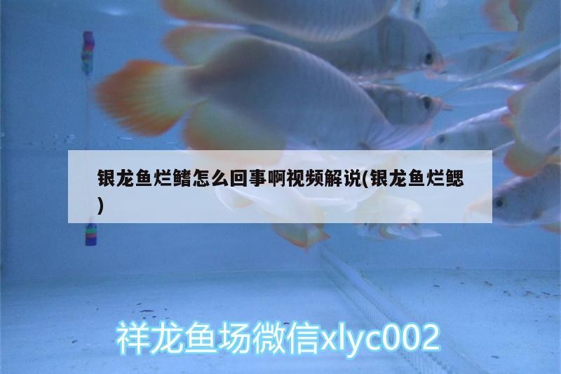 銀龍魚爛鰭怎么回事啊視頻解說(銀龍魚爛鰓)龍魚爛鰭原因及視頻解說，深入解析銀龍魚