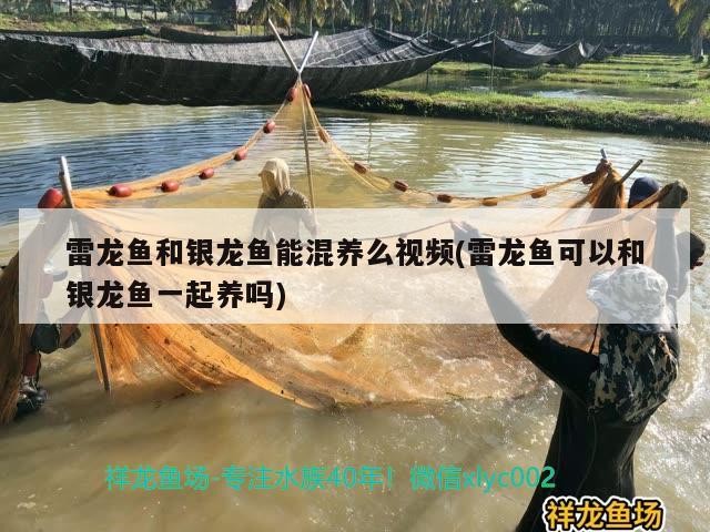 雷龍魚和銀龍魚能混養(yǎng)么視頻(雷龍魚可以和銀龍魚一起養(yǎng)嗎)龍魚與銀龍魚混養(yǎng)指南，是否可行及注意事項(xiàng)