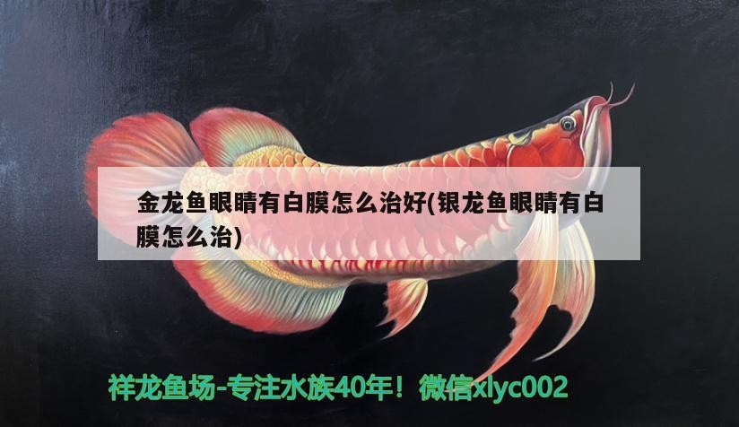 金龍魚眼睛有白膜怎么治好(銀龍魚眼睛有白膜怎么治)龍魚眼睛白膜治療指南，銀龍魚的眼部健康 金龍魚眼睛有白膜怎么治好(銀龍魚眼睛有白膜怎么治)龍魚眼睛白膜治療指南，銀龍魚的眼部健康 銀龍魚百科