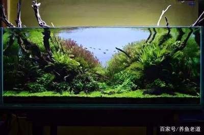 大型魚缸養(yǎng)什么魚最好：如何選擇適合的大型魚缸？如何選擇適合的大型魚缸，探索最適合養(yǎng)魚