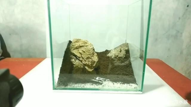 龍魚與虎魚混養好嗎圖片對比（龍魚與虎魚混養好嗎圖片對比圖）魚與虎魚混養，對比分析 龍魚與虎魚混養好嗎圖片對比（龍魚與虎魚混養好嗎圖片對比圖）魚與虎魚混養，對比分析 虎魚百科