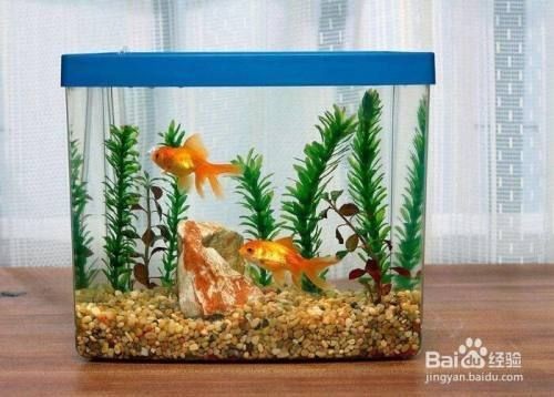 大魚缸糞便怎么清理好，魚缸糞便清理指南，高效方法與技巧