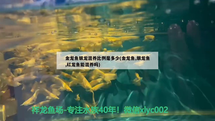 金龍魚銀龍混養比例是多少(金龍魚,銀龍魚,紅龍魚能混養嗎)龍魚與銀龍魚混養指南，比例與兼容性分析