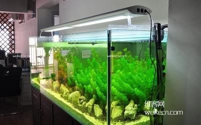 辦公室風水魚缸的擺放方位：辦公室風水魚缸擺放位置的風水禁忌辦公室魚缸擺放位置，室風水，魚缸擺放位置的禁忌與指南
