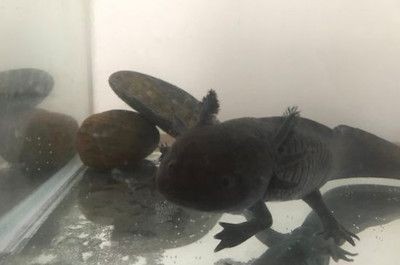 龍魚產卵后怎么處理好，魚產卵后的護理指南，確保成功