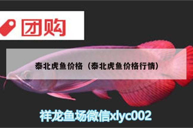 泰北虎魚價格（泰北虎魚價格行情）北虎魚市場動態(tài)，價格行情分析