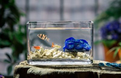 愛悅寶魚缸怎么樣：“愛悅寶”國際早教中心的評價如何？愛悅寶國際早教中心與魚缸產品，家長和教育