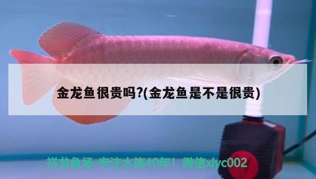紅龍魚不愛游動怎么回事（紅龍魚不愛游動怎么回事兒）龍魚游動不活躍，原因與