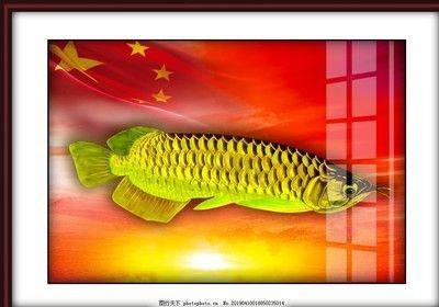 金龍魚長怎么樣，龍魚長勢觀察