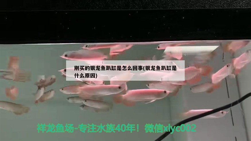 剛買的銀龍魚趴缸是怎么回事(銀龍魚趴缸是什么原因)龍魚新家不適應，探究趴缸現象的原因與應對策略