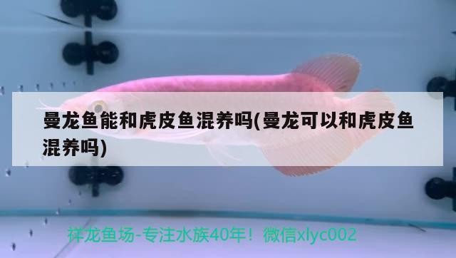 曼龍魚能和虎皮魚混養嗎(曼龍可以和虎皮魚混養嗎)龍魚與虎皮魚混養指南，能否和諧共處