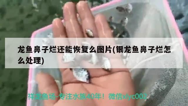 龍魚鼻子爛還能恢復么圖片(銀龍魚鼻子爛怎么處理)魚鼻子爛的恢復之道，銀龍魚鼻部問題處理