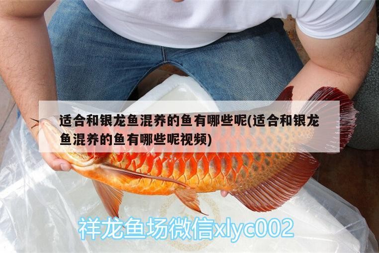 適合和銀龍魚混養的魚有哪些呢(適合和銀龍魚混養的魚有哪些呢視頻)銀龍魚的完美伴侶，適合與銀龍魚混養